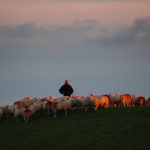 Boer met schapen op zeedijk - FrieslandStock