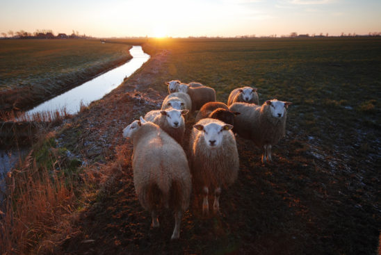 Schapen in zonsondergang - FrieslandStock
