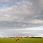 Koeien in landschap - FrieslandStock