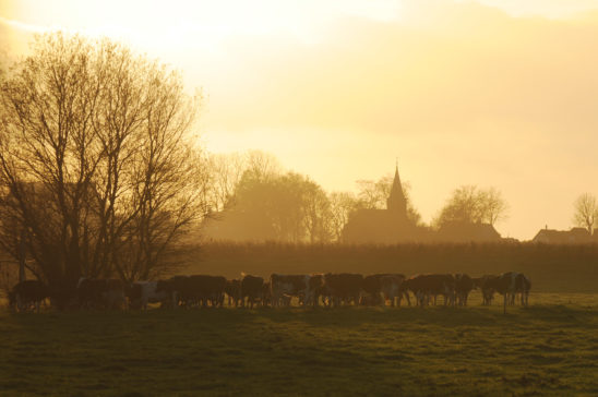 Koeien in zonsondergang nabij Idsegahuizum - FrieslandStock