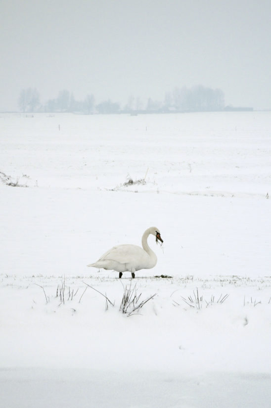 Zwaan in winters weiland - FrieslandStock