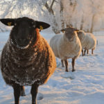 Schapen in winter - FrieslandStock
