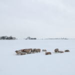 Schapen in dikke pak sneeuw - FrieslandStock
