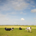Koeien in wei - FrieslandStock