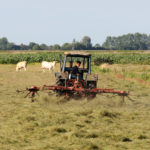 Boer in weiland - FrieslandStock