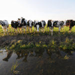 Koeien bij sloot - FrieslandStock