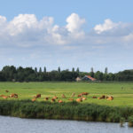 Weiland met zicht op Stavoren - FrieslandStock