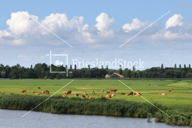 Weiland met zicht op Stavoren - FrieslandStock
