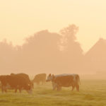 Koeien in ochtendzon - FrieslandStock