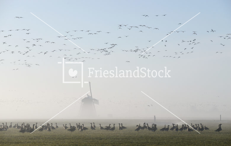 Ganzen in landschap met molen - FrieslandStock